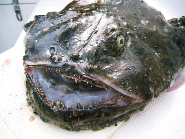 [img width=640 height=480]http://www.zeevisland.com/Noorwegen/NO--Foto--map/Vangstberichten/Zeeduivel-03.jpg[/img]